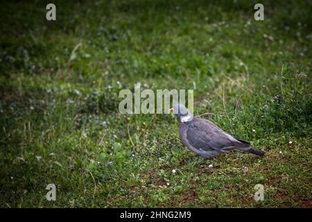 Picture of a common wood pigeon standing in a park. The common wood pigeon (Columba palumbus) is a large species in the dove and pigeon family (Columb Stock Photo
