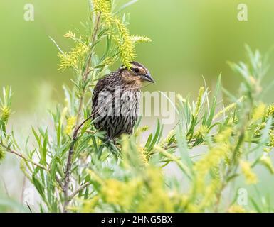 Portrait of a female Red-winged Blackbird perched within green vegetation, peeking out from under a plume of fresh plant growth. Stock Photo