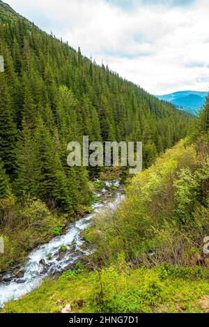 Mountain Rocks Strream Mountain stream flowing over moss covered rocks and fallen logs ...