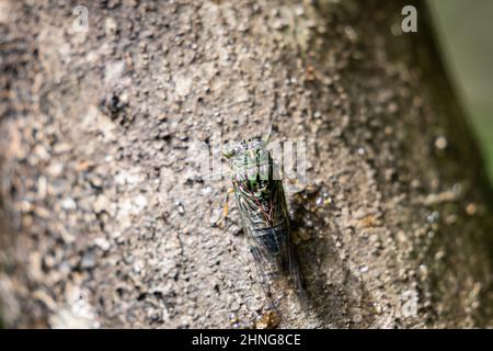 Chorus cicada on tree in forest chirping loudly. Stock Photo