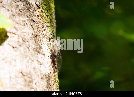 Cicada on tree truck in forest, insect photograph. Stock Photo