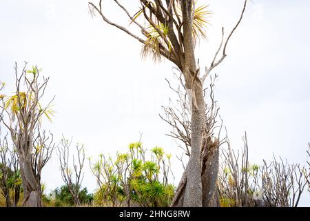 Group of straggly wind-blown cabbage trees on walk to Cook's Cove Tolaga Bay New Zealand. Stock Photo