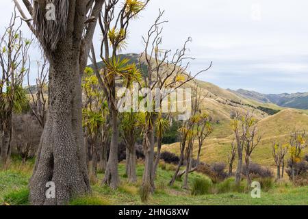 Wind battered cabbage tree grove on track to Cooks Cove. Tolaga bay, New Zealand. Stock Photo