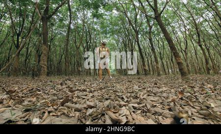 The traveler walks between trees plantation agriculture of asia for natural latex extraction milk in traditional. Young blonde woman with plait in hat walks to rubber tree. Stock Photo