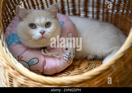 Premium Photo  White british cat are wear sunglass orange shirt