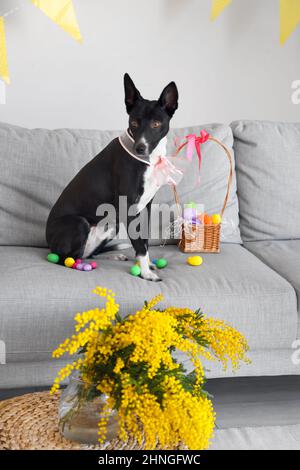 Cute basenji sitting on a sofa and sleeeping at funny pose Stock Photo ...