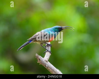 Male greater double-collared sunbird isolated on a branch against an out of focus green background Stock Photo