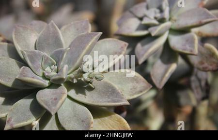 Hen and Chicks Houseplant Echeveria elegans In bloom Stock Photo