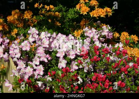 COLOURFUL MIXED AZALEA SHRUBS. AZALEAS ARE FLOWERING SHRUBS IN THE GENUS RHODODENDRON Stock Photo