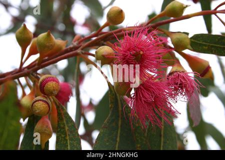 Red/Pink Flowering Gum - corymbia ficifolia Stock Photo - Alamy