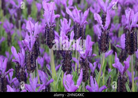 LAVANDULA STOECHAS COMMONLY KNOWN AS FRENCH, SPANISH OR TOPPED LAVENDER. Stock Photo