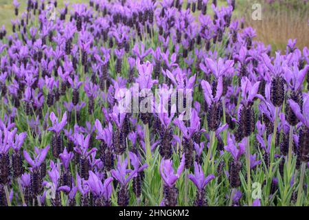 LAVANDULA STOECHAS COMMONLY KNOWN AS FRENCH, SPANISH OR TOPPED LAVENDER. Stock Photo
