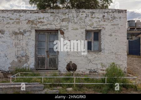 young greater rhea in front of an old house in Patagonia, Argentina Stock Photo