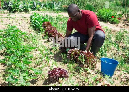 African american woman gardener during harvesting of lettuce Stock ...