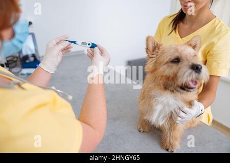 Woman veterinarian checking on cute dog at her office Stock Photo