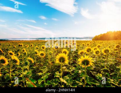 Attractive field with bright yellow sunflowers close up. Location place of Ukraine, Europe. Photo of ecology concept. Agrarian industry. Perfect wallp Stock Photo