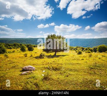 Tranquil green meadow and lonely tree on sunny day. Location place Dniester river of Ukraine, Europe. Vibrant photo wallpaper. Picturesque nature phot Stock Photo