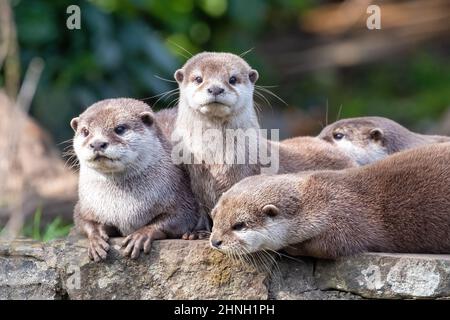 Group of four attentive Oriental small-clawed otters, Aonyx cinereus, on a stone wall and against green foliage background. Stock Photo