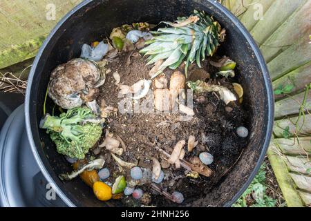 Close up view of. the contents of a black, plastic compost bin in the corner of a garden. Stock Photo