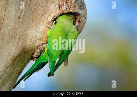Roseringed Parakeet Coming Out Of Nest Hole Endangered Kaziranga National  Park Assam State India High-Res Stock Photo - Getty Images