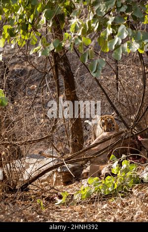wild bengal male tiger hunting sambar deer kill. tiger tear deer skin and feeding carcass of animal at ranthambore national park forest reserve india Stock Photo