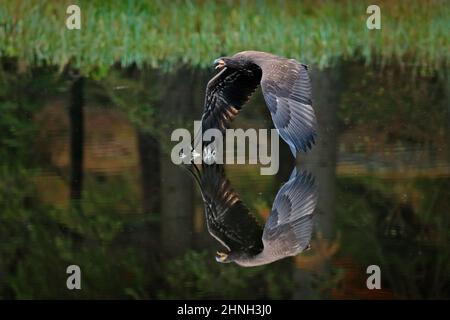 Eagle in flight above the dark lake. White-tailed Eagle, Haliaeetus albicilla, flying above the water, bird of prey with forest in background, animal Stock Photo