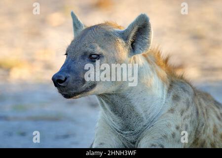 Hyena evening sunset light. Hyena, detail portrait. Spotted hyena, Crocuta crocuta, angry animal near the water hole, beautiful evening sunset and cub Stock Photo