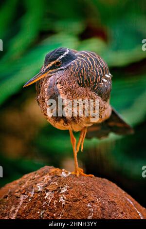 Sunbittern, Eurypyga helias, detail close-up portrait of rare bird from Costa Rica. Wildlife scene from nature. Sunbitter in the forest habitat near t Stock Photo