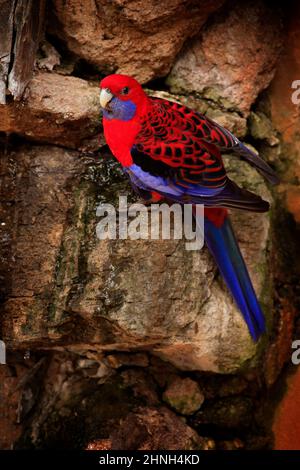Red parrot. Crimson rosella, Platycercus elegans, colourful parrot sitting on the rock. Animal in the nature habitat, Australia. Red bird in the natur Stock Photo