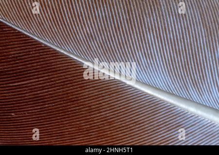 natural bird feather, rich colors, gray, white, brown, top view, macro Stock Photo