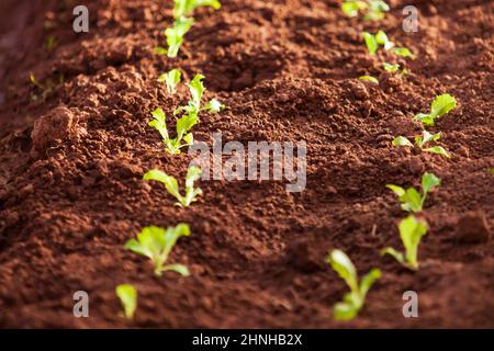 Organic vegetable cultivation farm. Fresh Choy Sum growing on fertile soil in a nursery greenhouse. Agriculture, cultivation. Stock Photo