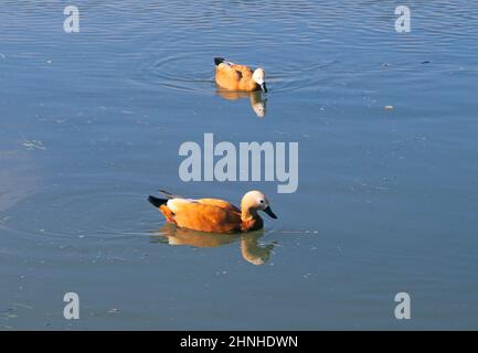 Ruddy Shelducks (Tadorna ferruginea) swimming in water Stock Photo