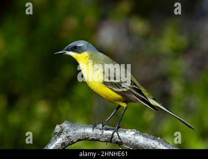 Wagtail yellow (Motacilla flava thunbergi), Norway Stock Photo