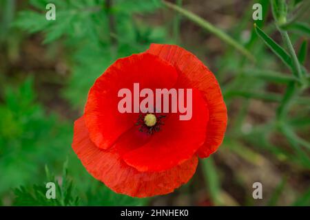 poppy flowers in springtime, floral spring background Stock Photo