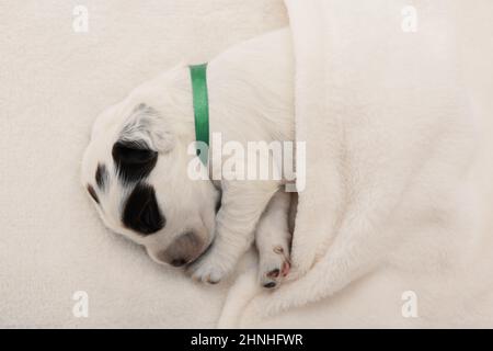 Cute puppy sleeping under white plaid in indoors.