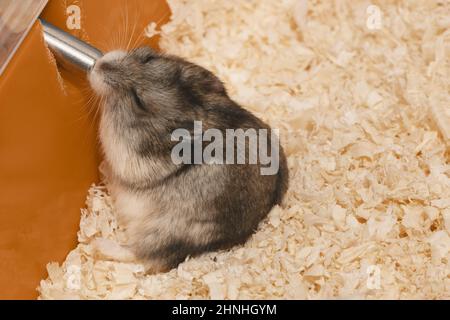 Hamster is drinking water from bottle tube in its cage. Stock Photo