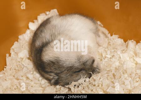 Cute hamster is sleeping on wood shavings in cage. Stock Photo