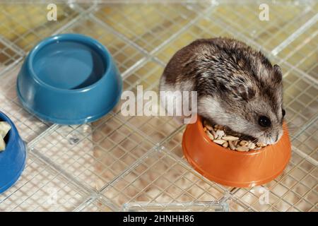 Djungarian hamster is eating dry food from its orange plastic bowl. Stock Photo