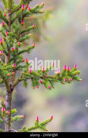 Red spruce cones on the branches Stock Photo