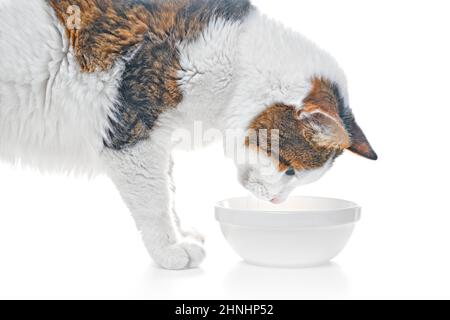 Hungry cat looking curious in a Food Dish. Isolated on white background. Stock Photo