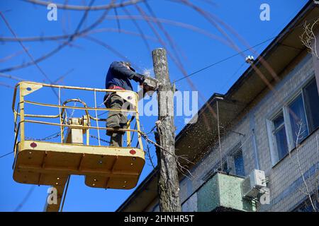 Worker cut dead standing tree with chainsaw using truck-mounted lift. Stock Photo