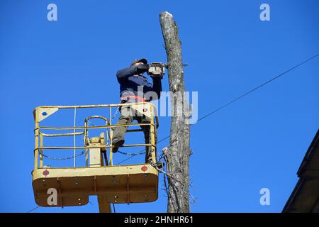 Worker cut dead standing tree with chainsaw using truck-mounted lift. Stock Photo