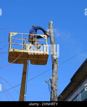 Municipal worker cutting dead standing tree with chainsaw using truck-mounted lift Stock Photo