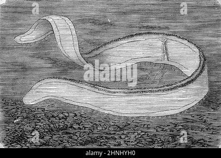 Ctenophorae Black and White Stock Photos & Images - Alamy
