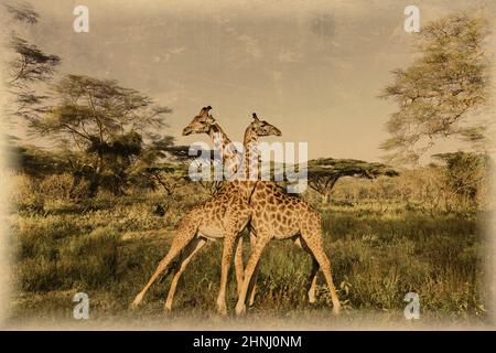 Old photo of giraffes on Kilimanjaro in Amboseli National Park Stock Photo