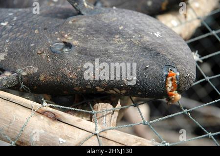 Dead rotten fish Stock Photo