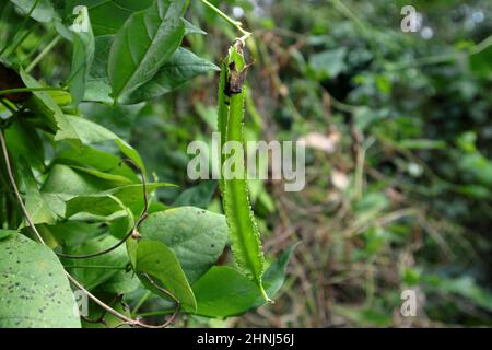 Close up of a winged bean pod hanging from the vine in the garden Stock Photo