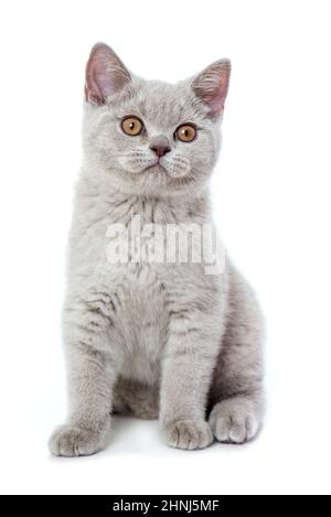 British shorthair kitten sitting isolated on white Stock Photo