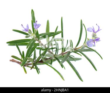 Sprig rosemary with flower isolated on white background. Fresh rosemary branch Stock Photo