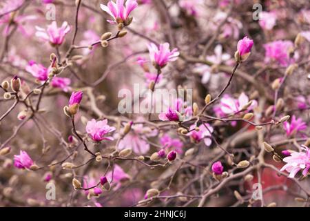 Flowers of Magnolia Leonard Messel, Pink flower on the tree in Springtime Stock Photo